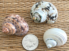 3 - 1-1/2" to 2" TALL TURBO SEA SHELLS, HERMIT CRAB OR COLLECTION