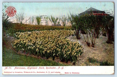 1907 Narcissus Highland Park Rochester NY James Vick's Sons Advertising Postcard