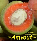 ~AMVOUT~ Trichoscypha acuminata ~NDONGE~ GABON GRAPE TREE Live Potd Plant