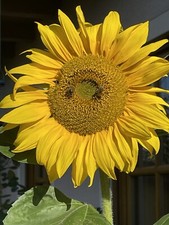 Beautiful Giant Sunflower - 20 Seeds - EYE CATCHER - TOP QUALITY