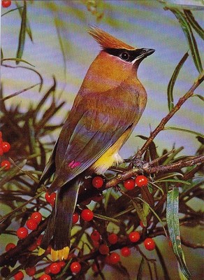 Wildlife  Zoo * Zedernseidenschwanz   Postcard   *   Postkarte  #  PL1