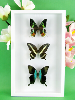 3 wunderschöne echte präparierte Schmetterlinge 3D Box Entomologie Taxidermie 30