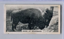 1934 MAJOR DRAPKIN LIFE AT WHIPSNADE ZOO TOBACCO CARD #42 AMERICAN BISON BUFFALO
