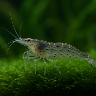 #ad #ad 10 1 AMANO ALGAE EATER Freshwater Neocaridina Aquarium Shrimp. Live Guarantee $36.00