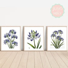 Set of Agapanthus ART PRINTS Wall picture Home Art (A4 Sized, unframed)