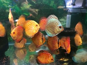 discus fish ebay
