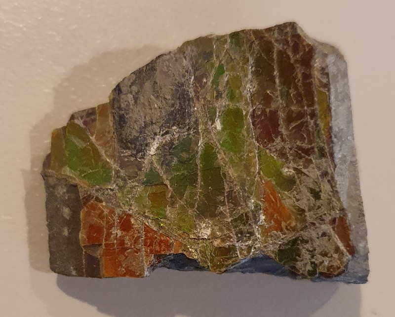 3 cm Ammolite fossil  Alberta, Canada