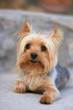 Portrait of a Miniature Yorkshire Terrier Yorkie Photo Laminated Poster 12x18