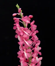 Dyakia hendersoniana miniature Orchid Species previously bloomed