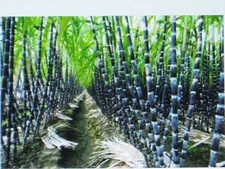 SUGAR CANE SEEDS * RUM * SYRUP * ROCK CANDY * SUGAR CRYSTALS * 6-18 FEET TALL *