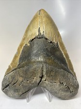 Megalodon Shark Tooth 6.04 inch - Huge - Wide Fossil - Authentic - Real 8060
