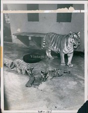 1973 Minor Jr Tigers Animals Inside Striped Creature Bench Eating Bab 6X8 Photo