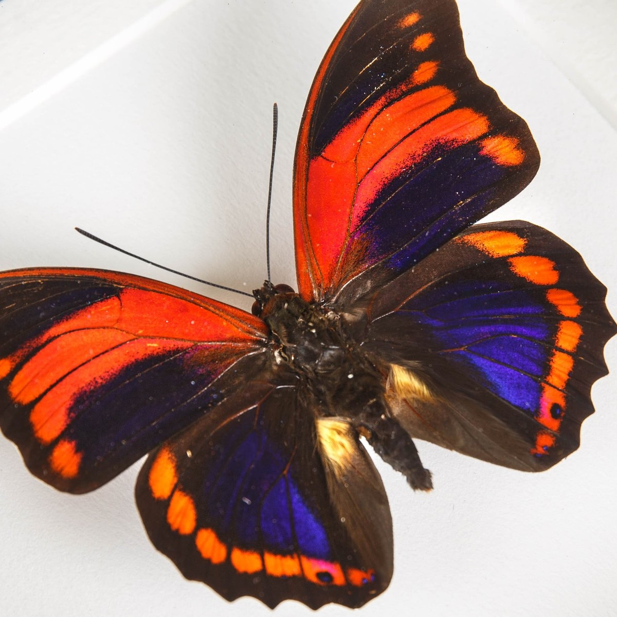 標本 Peru Prepona praeneste 84mm Taxidermy Prepona praeneste Butterfly from Peru in Box Frame