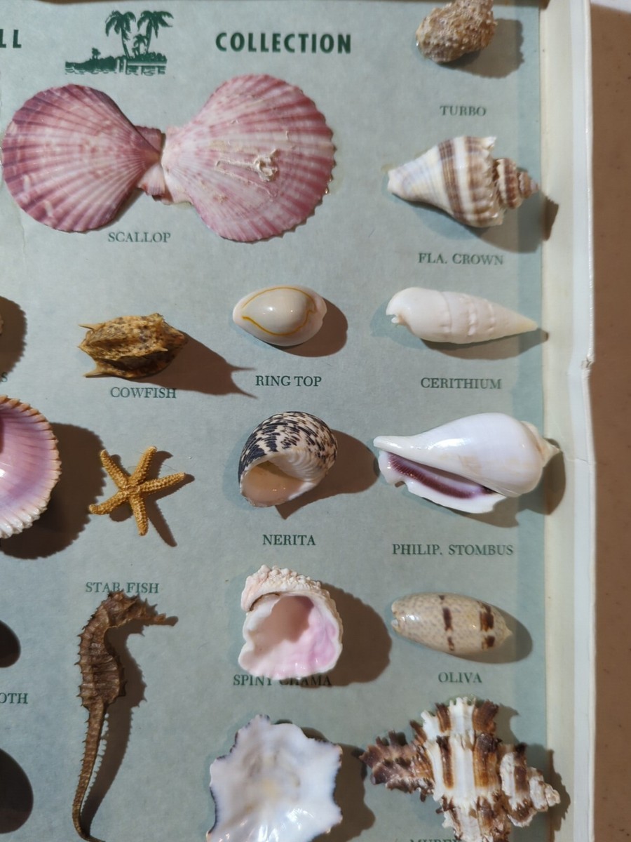 Vintage Labeled Sea Shell Collection In 11