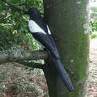 Foto 3 di 9