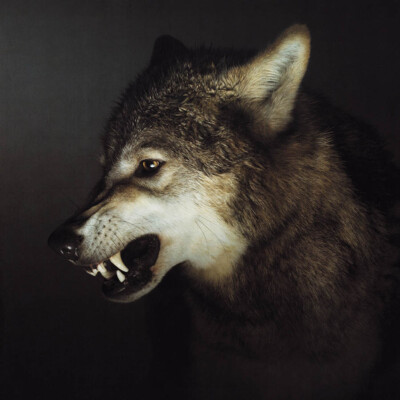 Tim Flach Hunde-Protrait-Drucke - mehrere Bilder, Rassen und Größen verfügbar