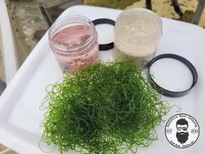 LIVE Saltwater Starter Kit  4oz Liquid Coralline Algae, Chaeto, LIVE Sand 1/2