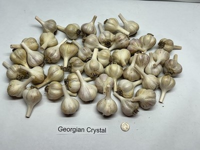 5lb Seed Garlic Large Bulbs ''Georgian Crystal'' Hardneck Porcelain, Zones 2-8