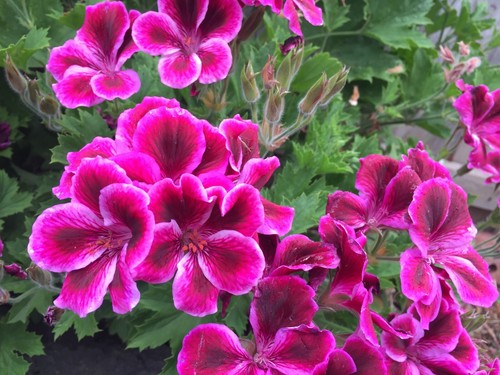 Geranium Large Flowered - Bi-Purple/Red flower - ROOTED plant & CUTTING unrooted - Picture 18 of 23