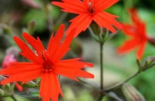 Fire Pink Wildflower Seeds for Planting (50 Seeds) - Silene virginica