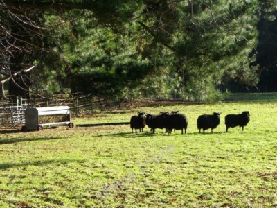 Photo 6x4 Hebridean sheep, Anderson Winterborne Tomson The Hebridean is a c2011