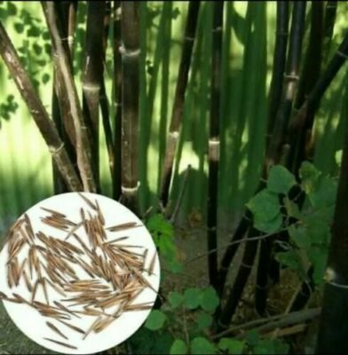 12 Seeds Phyllostachys nigra Black Bamboo Fresh Garden plant seeds | eBay