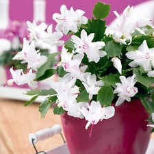 Christmas Cactus White Indoor Plant in 10cm Pot - Schlumbergera Cacti Houseplant
