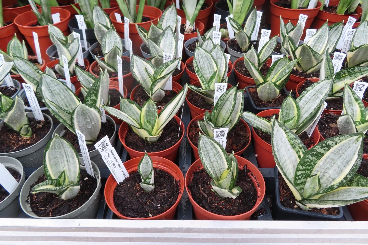 Bogenhanf Sansevieria Pflanzen, Zimmerpflanzen online kaufen | eBay.de