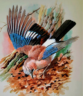 JAY IN WOODLAND. VINTAGE 1960s PRINT OF A PAINTING BY BASIL EDE.