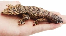 Spiny-tailed Lizard Wild Animal Toy PVC Action Figure Kid Toys Party Gift