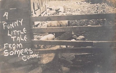 SOMERS, CT ~ PIGS IN PEN, COMIC IMAGE, DEMARS REAL PHOTO PC, 1903-06