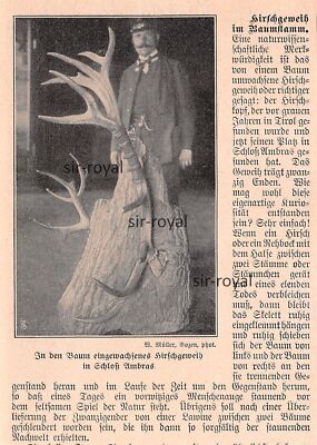 Deer Antlers Ingrown in Tree Trunk at Ambras Castle - 1905 ~9x13cm