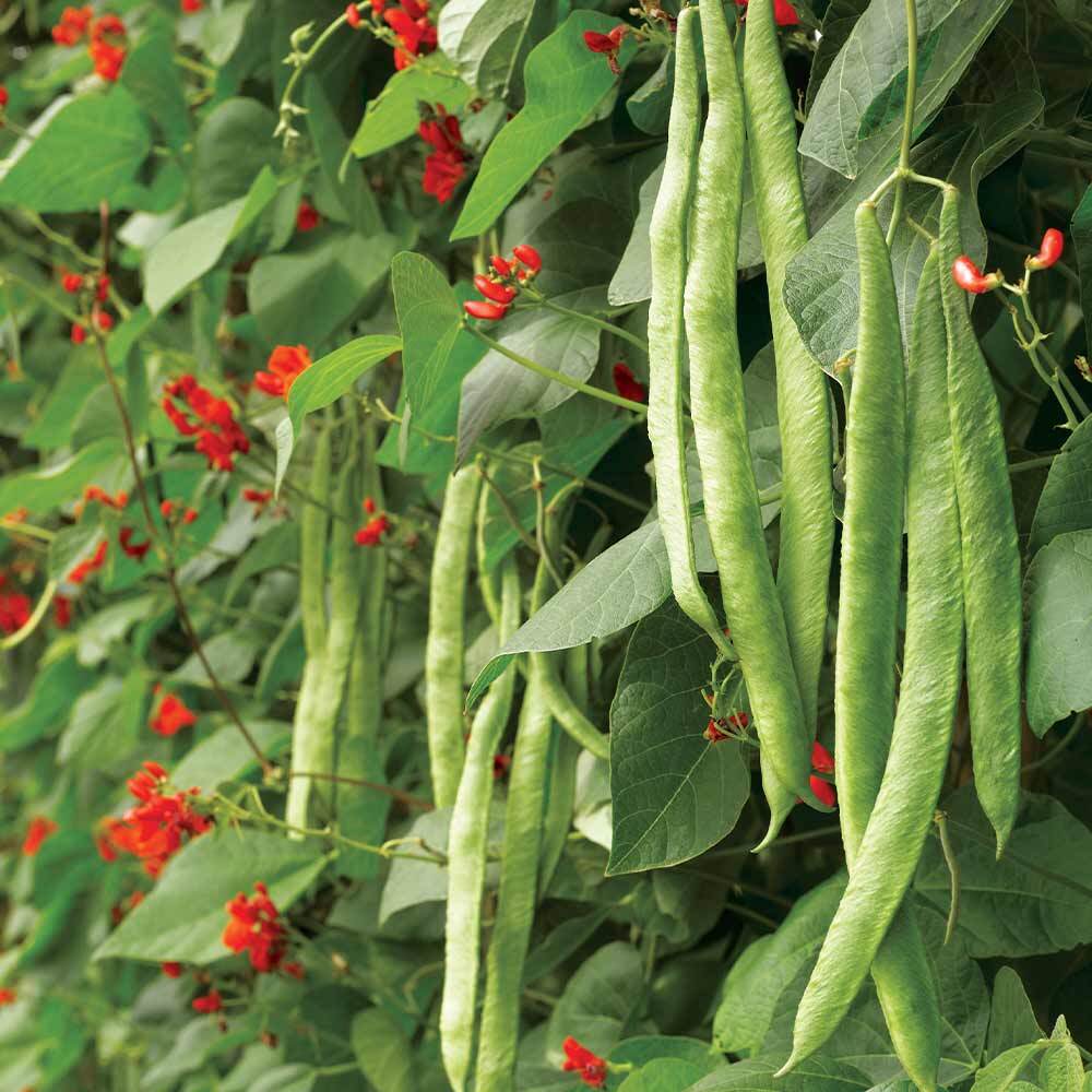 SCARLET RUNNER BEAN SEEDS, Heirloom, Edible & Ornamental, Bright Red Blossoms