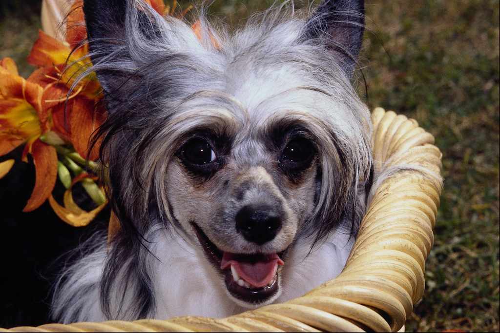 Warning 081 Chinese Crested Powder Puff on Duty 30cmx15cm 12x6