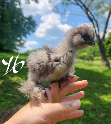 6+ Fertile Hatching Eggs - BARNYARD MIX - Silkie Svart Hona Mille Fleur Chicken