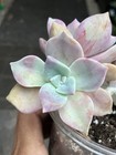 Echeveria Succulent Pink/Green/Purple Rosette Potted Plant #579 — photo 2