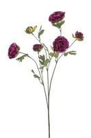 artplants Deko Zweig Ranunkel Davella, Dunkelviolett, 80Cm