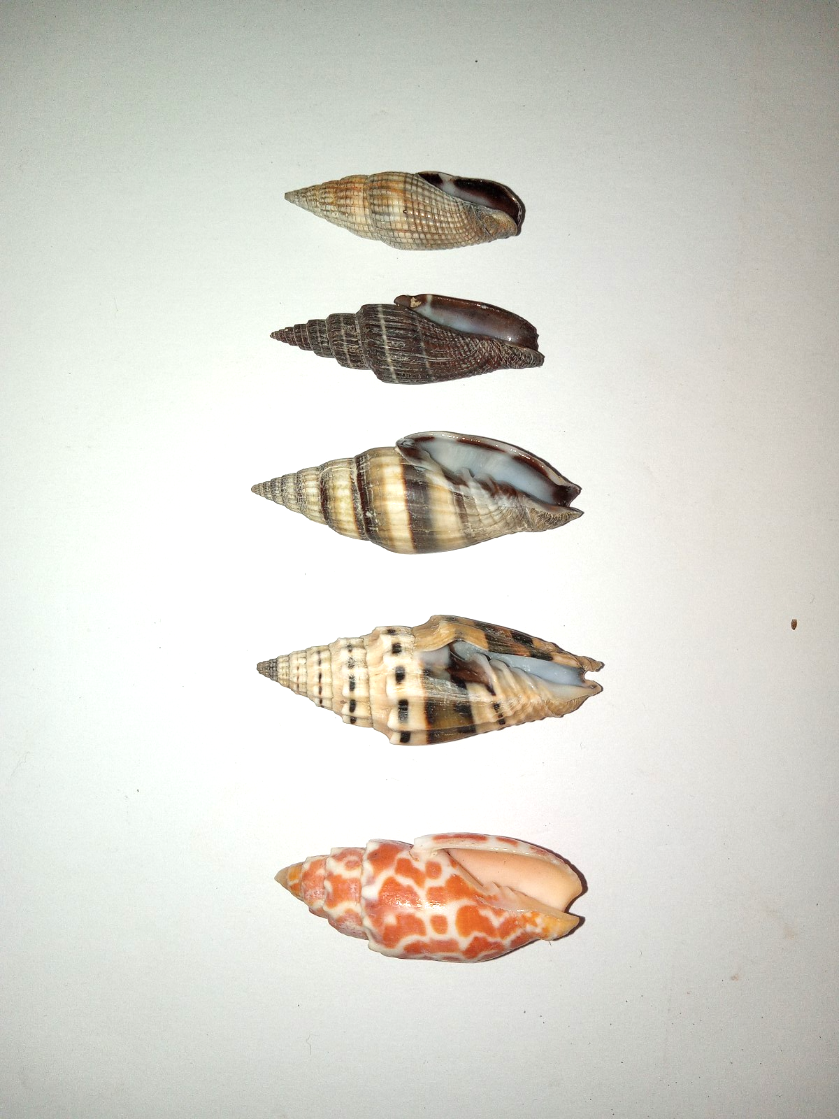 Picture 4 of 5