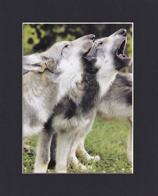 8X10'' Matted Print Art Photo Picture: Wolf Wolves, Howling