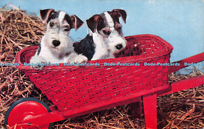 R258665 Hunde Schubkarre Lachs 1954