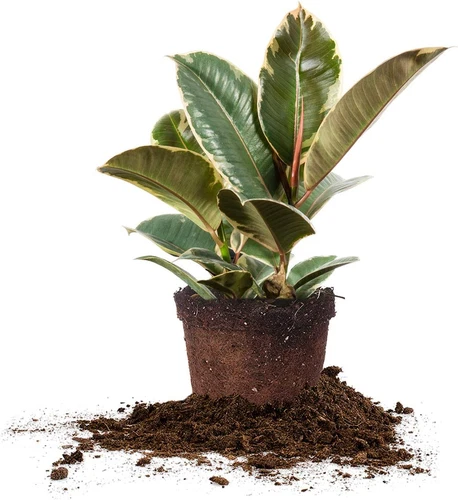Variegated Rubber Plant | Ficus Elastica 'Tineke' | Live Indoor Houseplant | Uni