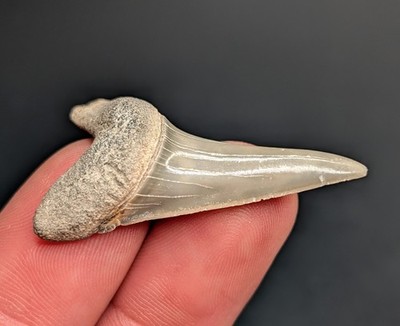 Gorgeous Glossy Mako Shark Tooth Aurora North Carolina Authentic Fossil