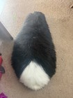 Black & White “skunk” furry suit adult costume, Seattle/Olympia only — photo 3