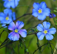 Blue Linum Flax Seed | Non-GMO | 2nd Year Maturity Perennial Flowers | Heirloom