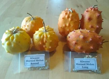 Kiwano ~ Horned Melon Seed ~ Long and Round varieties ~ 50 to 1000 organic seeds