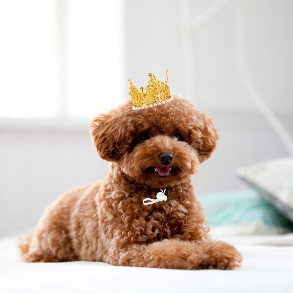 2pcs Cat Crown: Happy Birthday Crown Hat For Dogs And Cats - Pet Party