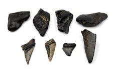 MEGALODON TEETH Lot of 8 Fossils w/8 info cards SHARK #15720 16o