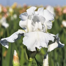 Easy to Grow Bearded Iris Immortality Plant Bulbs, Flowers in Spring and Fall