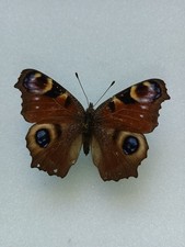 Entomologie Nymphalidae Inachis Io Europe  Mâle 