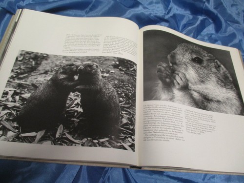 ZOO - Fotografie , Bildband , DDR 1985 , Foto - Kunst , 3. Auflage , SCH TOP - Bild 6 von 7